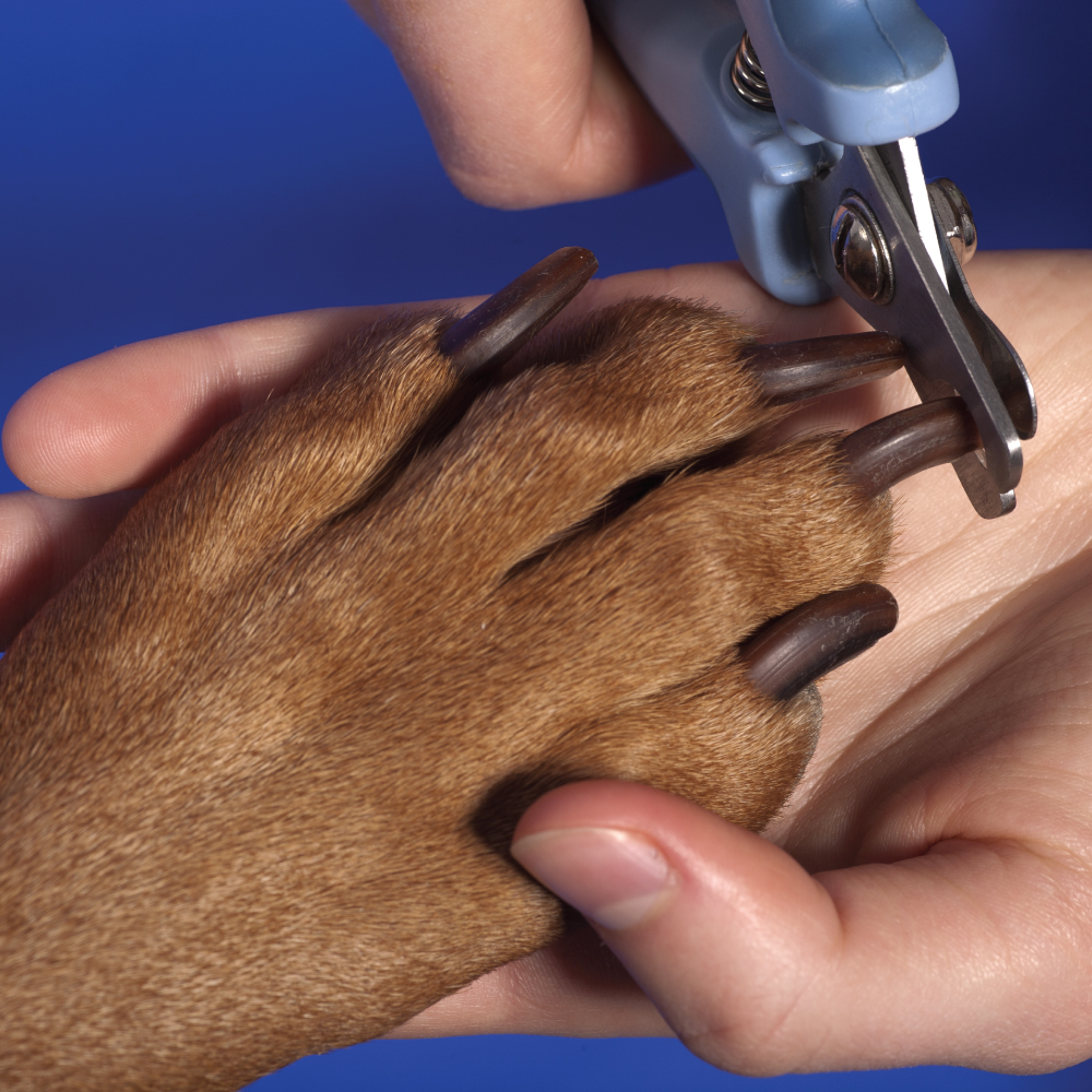 Close Cutting Dog Nail Specialty