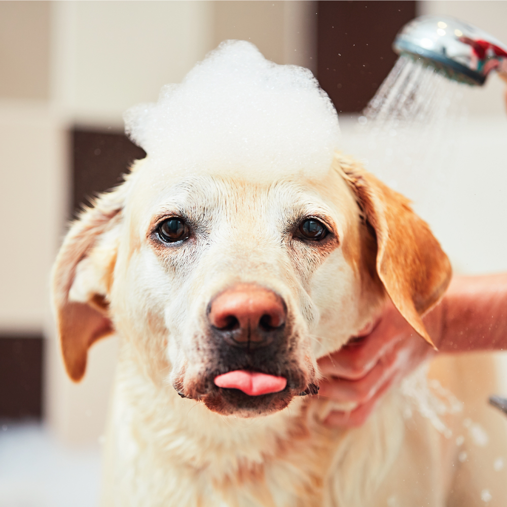Dog Taking Shower Soap Water